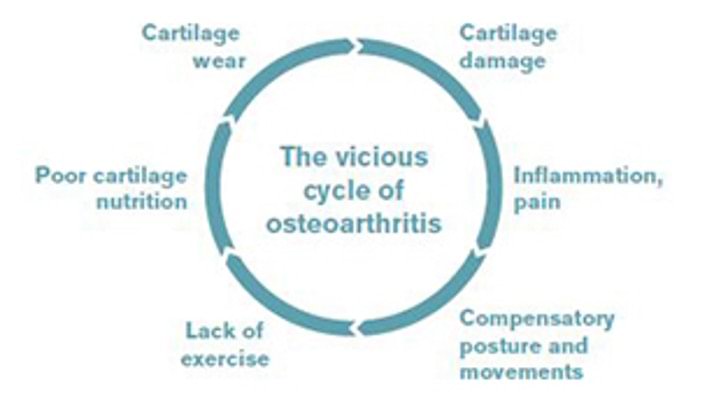 Breaking the cycle of knee OA